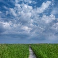 Walking through reed Royalty Free Stock Photo