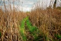 Walking through the reed from Someseni Baths near Cluj before sunset Royalty Free Stock Photo