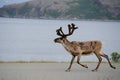 Walking reindeer against natural landscape