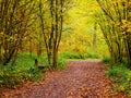 Walking relaxed in golden nature