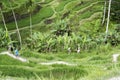 Walking in rice terraces, Bali