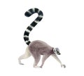 Walking ring-tailed lemur with long black and white tail watercolor illustration. Funny realistic Madagascar monkey Royalty Free Stock Photo