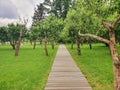 Walking road in Apple orchard in the park