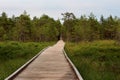 Walking road made of wooden planks in the deep bog-forest. Royalty Free Stock Photo