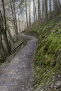 Trail through spring woodland
