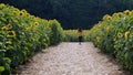 Walking between rows of sunflowers in the sunflower farm