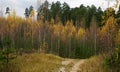 Walking sandy path in autumn mixed coniferous-birch forest