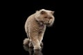 Walking Scottish Cat Curiosity Looking on Black Background Royalty Free Stock Photo