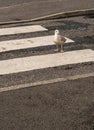 Walking Seagull On Crosswalk Over Street Royalty Free Stock Photo