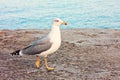 Walking seagull Royalty Free Stock Photo