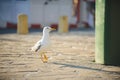 Walking Seagull Royalty Free Stock Photo