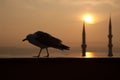 Walking Seagull sunset Royalty Free Stock Photo