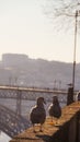 Walking seagulls with bridge view Porto Portugal Royalty Free Stock Photo