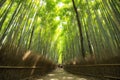 Bamboo forest in Arashiyama, Kyoto, Japan