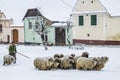 Walking the sheep, Viscri, Romania