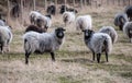 Walking sheeps outside, farm and industry Royalty Free Stock Photo