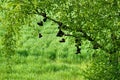 Walking shoes bungling from tree Royalty Free Stock Photo