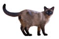 Walking Siamese cat