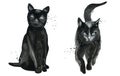 Walking and Sitting Black cats. Animal watercolor set. Watercolour illustration isolated on white background