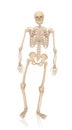 Walking Skeleton Royalty Free Stock Photo