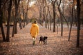 Walking the small black dog in the autumn park Royalty Free Stock Photo