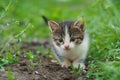 Walking small kitty Royalty Free Stock Photo