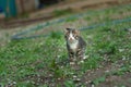 Walking small kitty Royalty Free Stock Photo