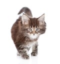 Walking small maine coon cat. isolated on white background Royalty Free Stock Photo
