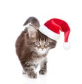 Walking small maine coon cat n red Christmas hat . isolated on w