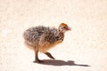 Walking Small ostrich