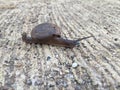 Walking snail Royalty Free Stock Photo
