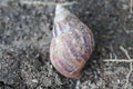 a walking snail Royalty Free Stock Photo