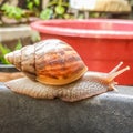 Walking snail Royalty Free Stock Photo