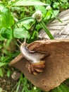 a walking snail looking for a damp place, in the photo using a cellphone Royalty Free Stock Photo