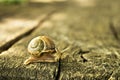 Walking Snail Royalty Free Stock Photo