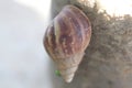 a walking snail Royalty Free Stock Photo