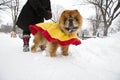 Walking in the snow with chow chow dog, central park new York