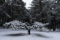 various winter landscape photos in the mountains