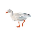 Snow goose vector