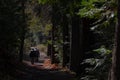 Walking with some Friends on a Photographic Tour in the Woods, Cabeceiras de Basto, Braga.