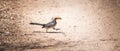 Bird Africa - A walking Southern Yellow-Billed Hornbill Royalty Free Stock Photo