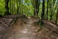 Walking through the Speulder forest on the Veluwe