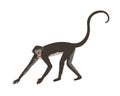 Walking spider monkey with black and gray fur, small head, long thin limbs and tail. Wild Brazilian animal. Colored flat