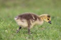 Walking Spring Gosling Royalty Free Stock Photo