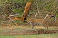 Walking Sri Lankan leopard, Panthera pardus kotiya. Big spotted wild cat in the nature habitat, Yala national park, Sri Lanka. Royalty Free Stock Photo