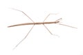 Walking stick bug Royalty Free Stock Photo