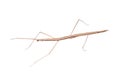 Walking stick bug Royalty Free Stock Photo