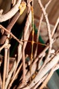 Walking Stick Insect