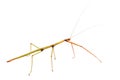 Walking Stick Insect with Clipping Path over White Royalty Free Stock Photo