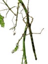 Walking stick insect Diapheromera femorata Royalty Free Stock Photo